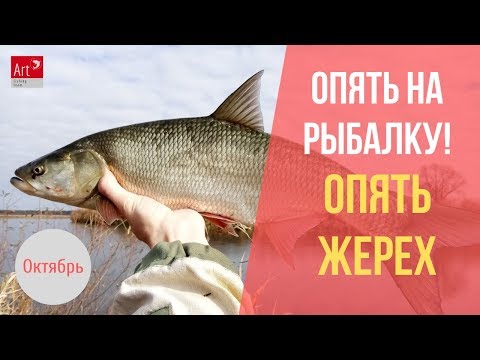 Видео: Жерех на раттлин осенью. Опять на рыбалке.