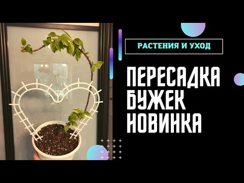 Видео: БУГЕНВИЛЛИЯ домашняя КАК пересадить и НОВИНКА #бугенвиллия