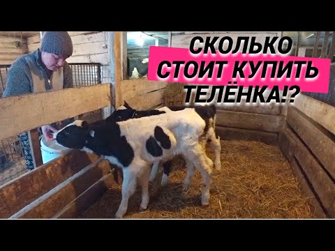 Видео: Купили 2 бычка на откорм. Как мы кормим коров. Простерилизовали кошку. Жизнь в Сибирской деревне.