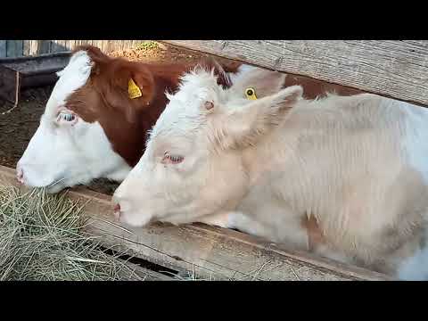 Видео: Дерёвенская жизнь 