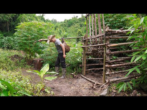 Видео: Вдали от цивилизации — Ловушка для дикого кабана — 3 диких кабана в одной ловушке — Приручение