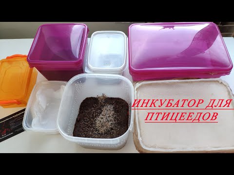 Видео: Инкубатор для пауков птицеедов  Разведение птицеедов