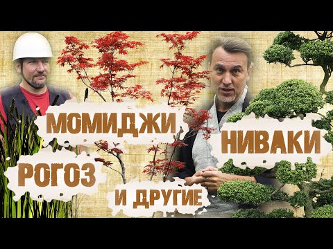 Видео: Растения японского сада традиционные и не очень; ниваки, момиджи, рогоз, дёрен, спирея