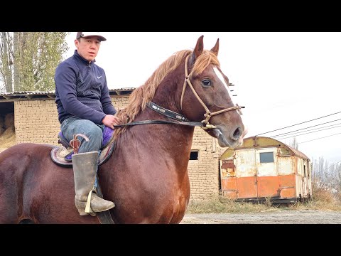 Видео: Камбардын Золотойу Эфирде✊️