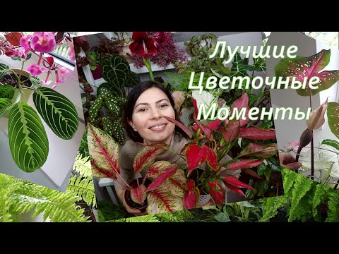 Видео: Любимые комнатные растения - Лучшие моменты от Коллекционера Цветов