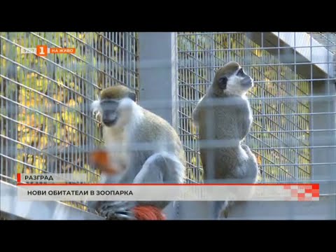 Видео: НОВИ ОБИТАТЕЛИ В ЗООПАРКА В РАЗГРАД 02.11.2022