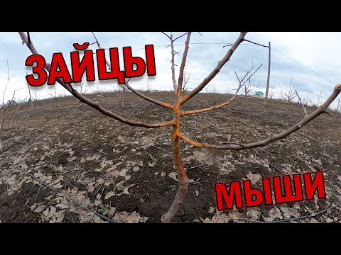 Видео: Зайцы и мыши напали на сад!!! Начало колхозного сезона