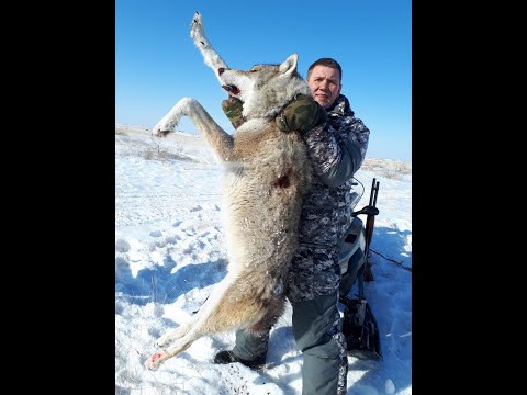 Видео: охота на волков в казахстане 2011