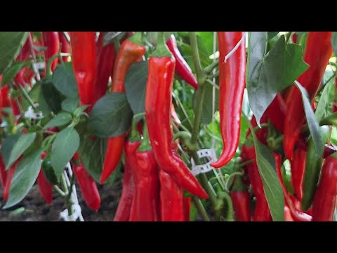 Видео: Острые перцы и баклажаны.  1 октября,  Ленинградская обл. 