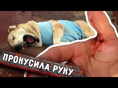 Видео: Алабайка Роза меня укусила при обработках. Стал сильно кровоточить шов. Вилли и Линду на вакцинацию.