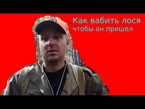 Видео: Как вабить лося, чтобы лось пришел.Охота на лося на реву.Гон лося.