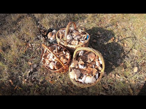 Видео: Рядовка тополевая в большом количестве, бери – не хочу.
