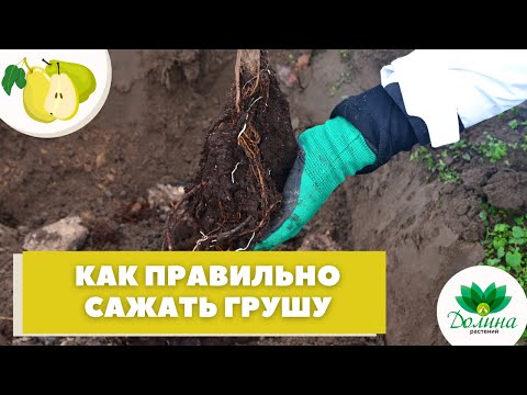 Видео: 🍐Как правильно посадить и обрезать грушу - показываем!👁
