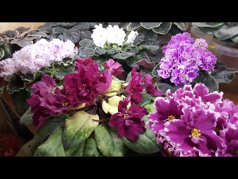 Видео: Цветущие фиалки на 16 декабря 2021.