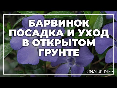 Видео: Барвинок посадка и уход в открытом грунте | toNature.Info