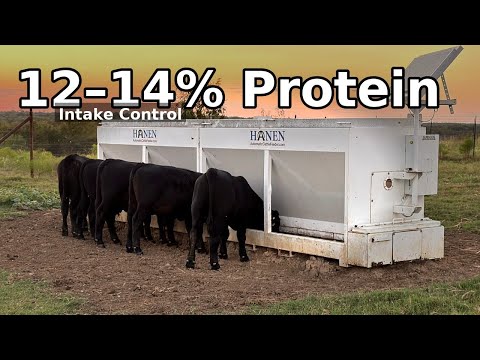 Видео: Правильное кормление телят после отъема (12–14% белка, суточная норма потребления, суточный прирост)