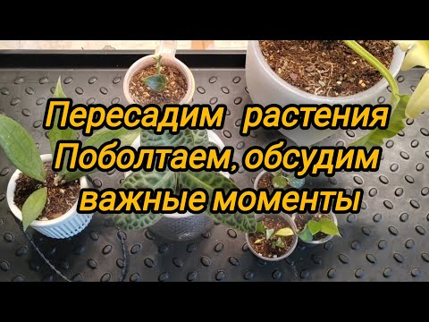 Видео: Пересадим растения. Поболтаем и обсудим важные моменты.