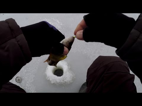 Видео: МАЛЯШ 01.12.24. Открытие сезона.