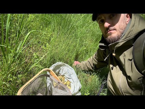 Видео: Рядовка майская, Трутовик серно-желтый, Сосновая пыльца и Сосновые шишки! Хороший отдых в лесу!