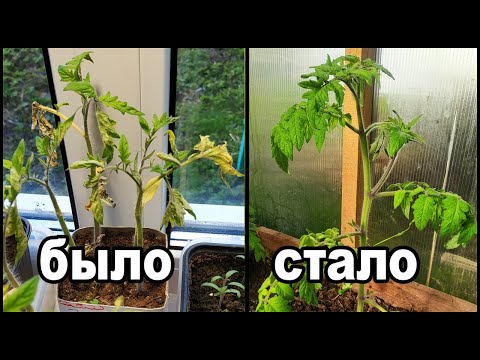 Видео: Засоление почвы кокосом. Как я спас рассаду!