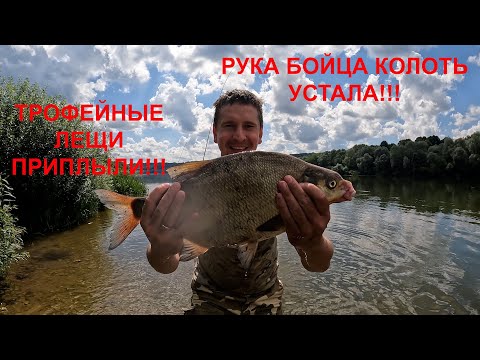 Видео: ЭТУ РЫБАЛКУ Я ЗАПОМНЮ НАДОЛГО!!! ЛОВЛЯ РЕЧНЫХ МОНСТРОВ НА ГОРОХ В АВГУСТЕ!!! ВСЁ ДЕЛО В ОСНАСТКЕ!!!