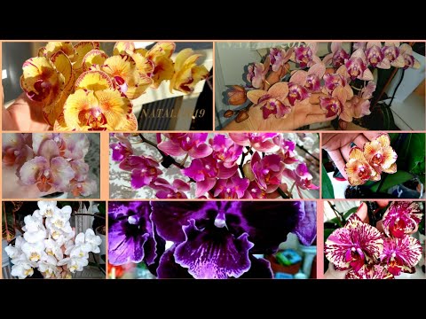 Видео: КАКУЮ СИСТЕМУ ПОСАДКИ ВЫБРАТЬ ДЛЯ ОРХИДЕИ, ЧТОБЫ ОНА ШИКАРНО РАЗВИВАЛАСЬ