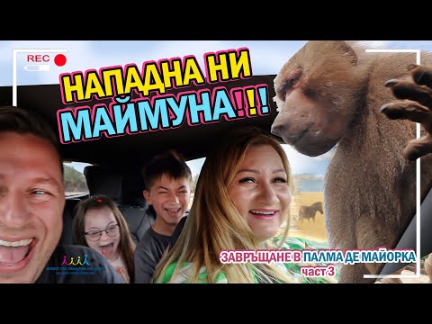 Видео: 😜 НАПАДНА НИ МАЙМУНА 🐵🌴ЗАВРЪЩАНЕ В ПАЛМА ДЕ МАЙОРКА част 4 🌴