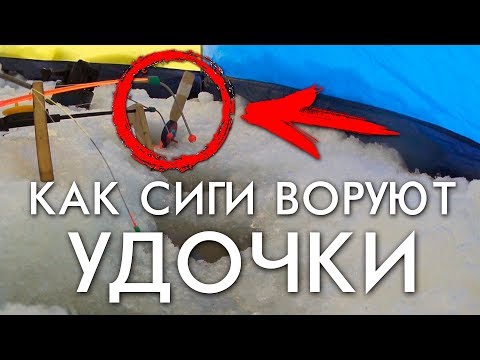 Видео: КАК СИГИ ВОРУЮТ УДОЧКИ / РЫБАЛКА ВЕСНОЙ