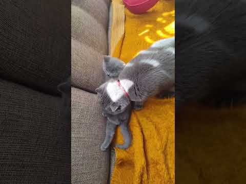 Видео: Мабуть це останнє таке відео) Але ж вони такі милі) #cat #kittens #katandkittens