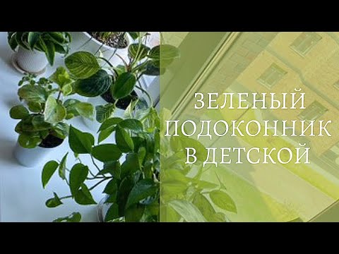 Видео: 🍃Зеленый подоконник🍃Обзор комнатных растений