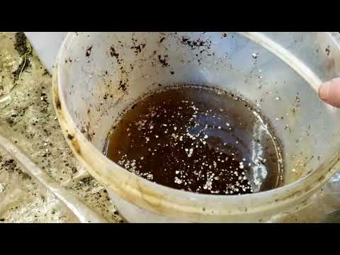 Видео: Малина Маравилла. Размножение корнем