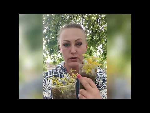 Видео: Бересклет. Черенкование