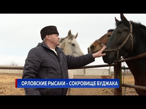 Видео: ОРЛОВСКИЕ РЫСАКИ - СОКРОВИЩЕ БУДЖАКА