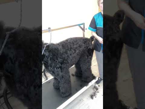 Видео: Породный груминг РЧТ