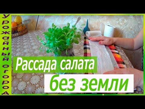 Видео: РАССАДА САЛАТА БЕЗ ЗЕМЛИ!!!