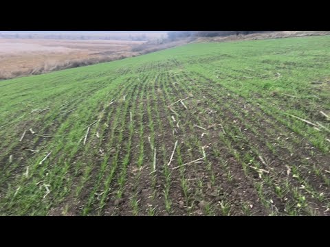 Видео: Огляд озимих зернових культур 