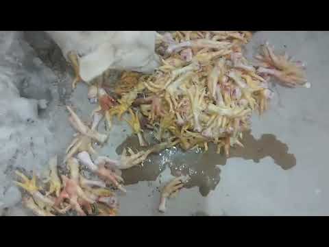 Видео: Голодают, в мороз,  бездомные собаки. #dogsshelter  #animalshelter