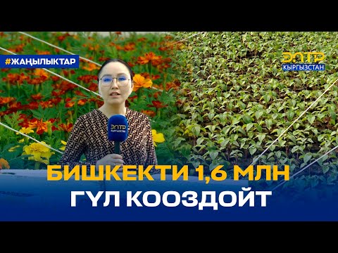 Видео: БИШКЕКТИ 1,6 МЛН ГҮЛ КООЗДОЙТ