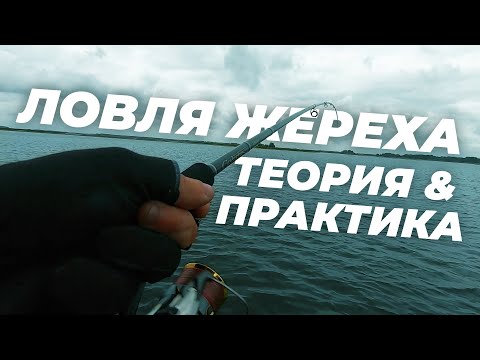 Видео: Ловля жереха, теория и практика + КОНКУРС