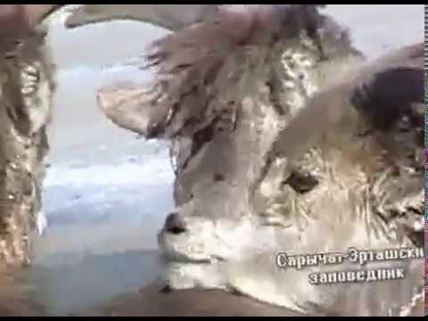 Видео: Спасение горных баранов в Сарычат-Эрташском заповеднике.
