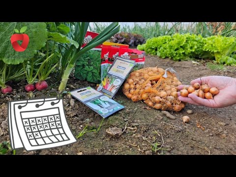 Видео: Какие растения сеять в какое время года? Подробный календарь того, как мы это делаем