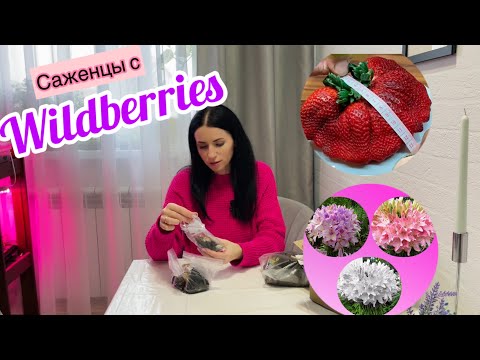 Видео: Купила саженцы на Wildberries! Гигантская клубника, лилии! Что пришло?