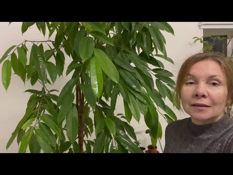 Видео: Мои растения - крупномеры и новинки.