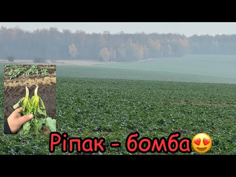 Видео: Огляд Ріпаку‼️Прямий посів. Рістрегуляція і внесення бору💪