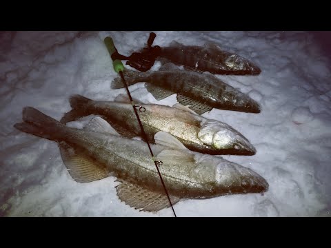 Видео: Как ПРАКТИК 8 светит СУДАКА. Рыбалка на ВОЛГЕ