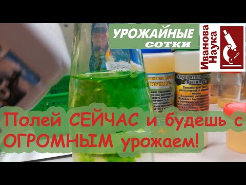Видео: УНИКАЛЬНАЯ подкормка БЕЗ УДОБРЕНИЙ улучшит урожай,вкус, пользу и аромат томата. Досмотрите до конца!