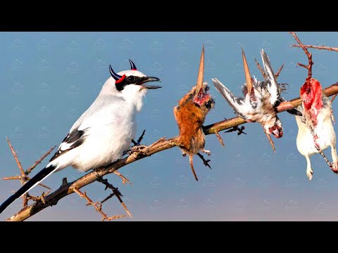 Видео: МАЛЕНЬКИЙ ДЬЯВОЛ в перьях! Почему его БОЯТСЯ все ПТИЦЫ? 😱