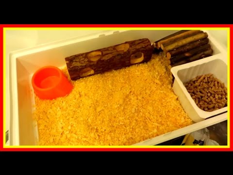 Видео: Уборка клетки хомяка💩Уборка новой клетки Jessy🐹Канал Хома онлайн #Хомяки