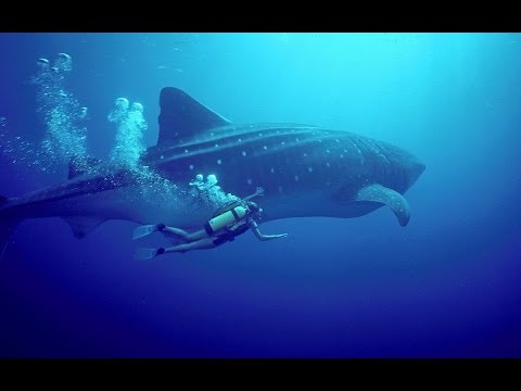 Видео: Моя Одиссея