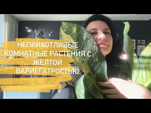 Видео: Неприхотливые комнатные растения желтого цвета (с желтой вариегатностью)